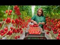 A High Tech Greenhouse For Growing Tomatoes The Coherence Of The Work Is Amazing
