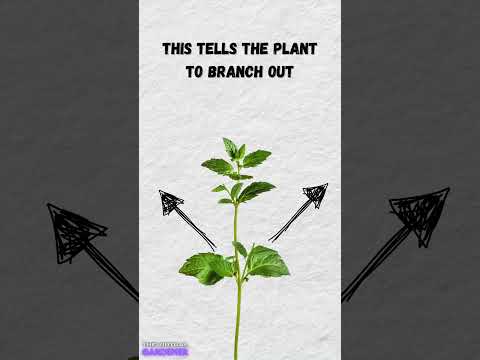 30-Second Hacks to Make Your Mint Grow Like Crazy 🌱⚡