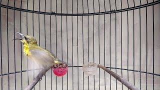 Download lagu CUKUP 1 MENIT!! SOGON BAHAN MANAPUN BAKALAN LANGSUNG NYAUT DAN IKUT GACOR mp3