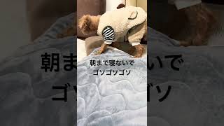 鬼太郎もびっくり！老犬の夜
