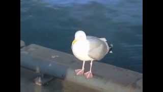preview picture of video 'Hungry Seagulls Ullapool Wester Ross Scotland'