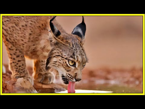 Ismerje meg az ibériai hiúzt, a világ egyik legmegfoghatatlanabb állatát!!