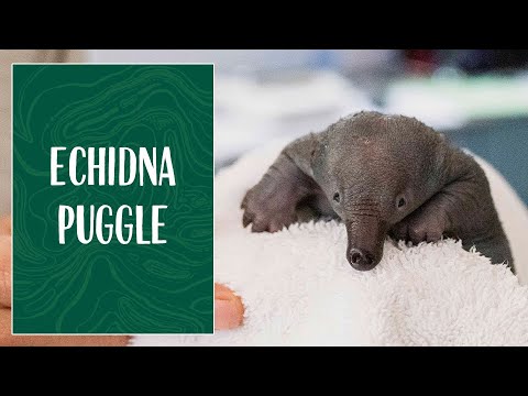 Echidna Puggle at Taronga Zoo Sydney