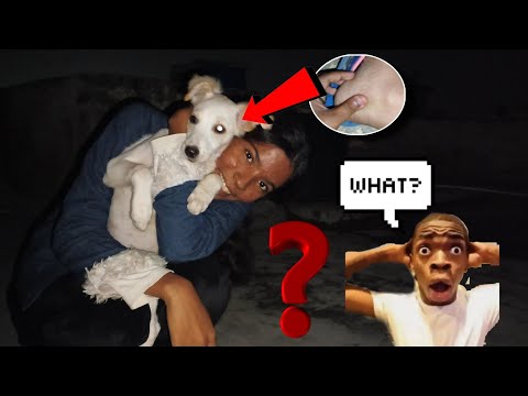 Aaj didi Ne Daisy ko bahut bhagaya#funny #myanimal #mydog #viral 🔥