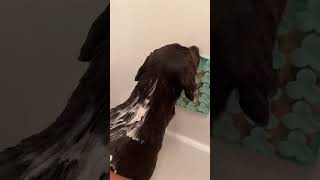 Download lagu Make bath time easy with this lick mat! #lickmat #dogenrichment mp3