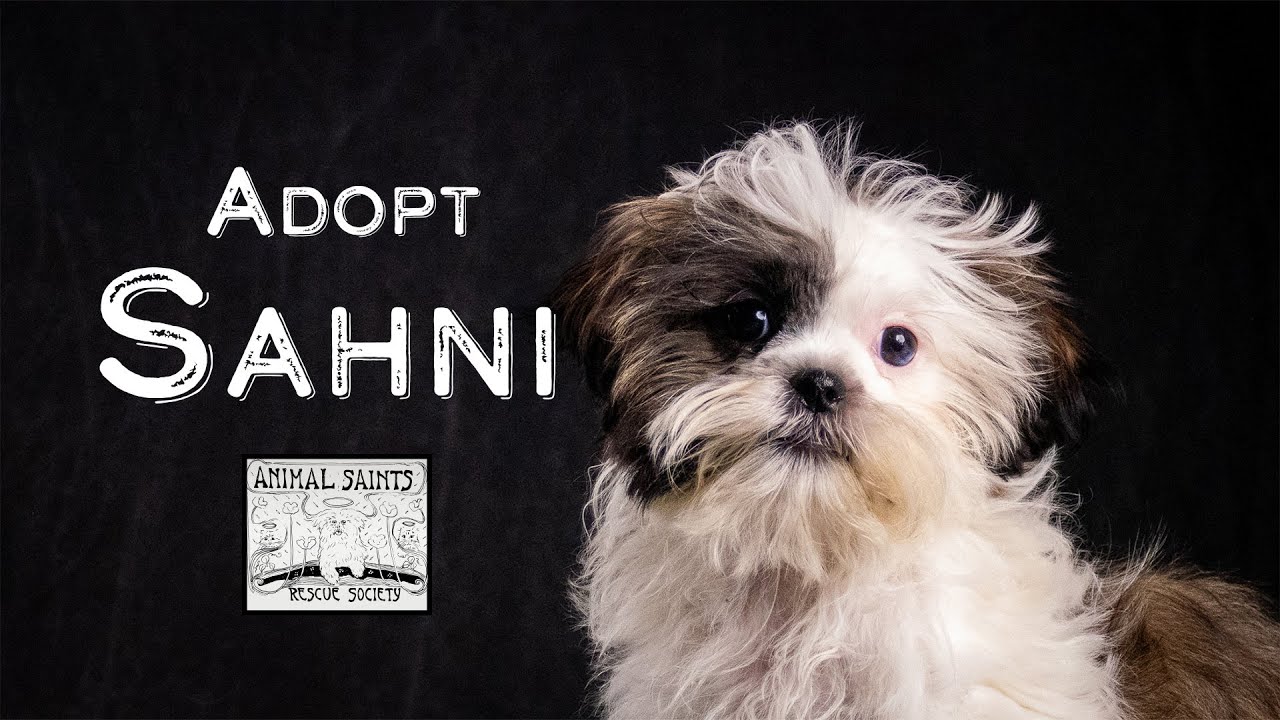 Enlarge Sahni, an adopted mixed breed in Fort Montgomery, NY video 6/6