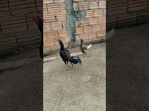 vendas de ovos 984196753 Tocantins