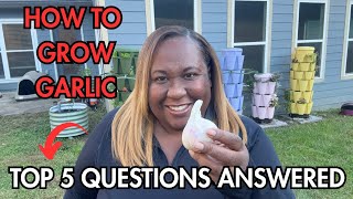 Top 5 Questions Answered-How to Grow Garlic