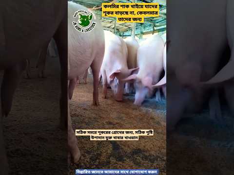 Yorkshire pigs large white gilt female pig, 21day, 70kg 80 k...