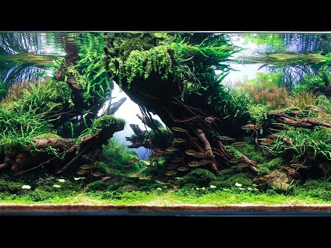 Planted Tank Contest IIAC | Top 10 Winning Aquascapes