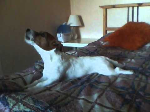 Snoopy loves Martin Solveig vs Salif Keita - Madan