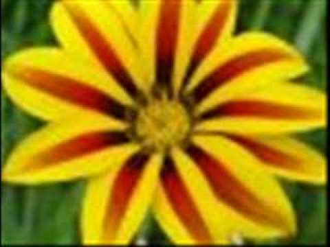 Jean Carne - Star Flower