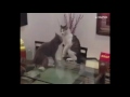 Gatos Y Artes Marciales CatJudoka