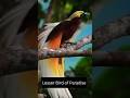 Lesser Bird of Paradise bird sound || #birds #bird #nature #birdsounds