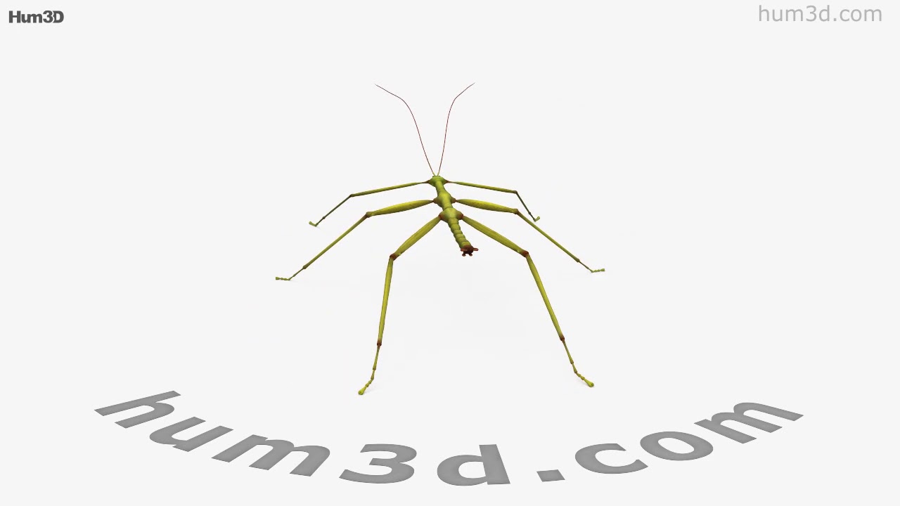 Walkingstick 3D model by 3DModels.org