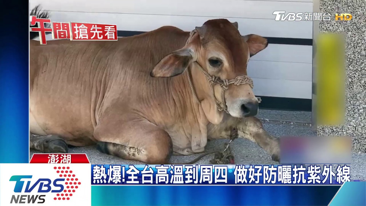 怎跑來我家！3頭大黃牛躲太陽　佔民宅享涼快