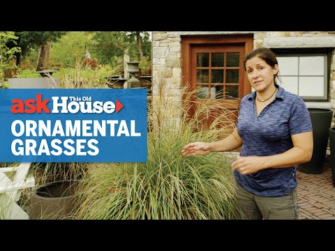 All About Ornamental Grasses | Ask This Old House