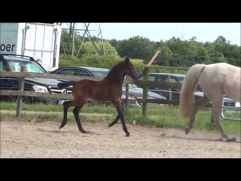 *2017 Stutfohlen von Hickstead White - Acobat II