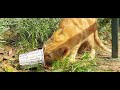 Little Orange Tabby Cat Very Hungry And Eats Fast