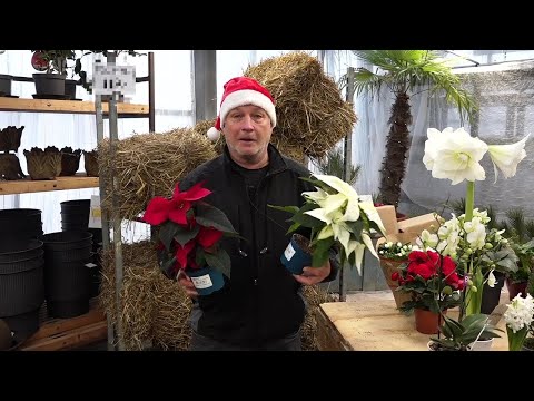 Peter Hilton berättar om julblommor. 2023 - LTVU.SE