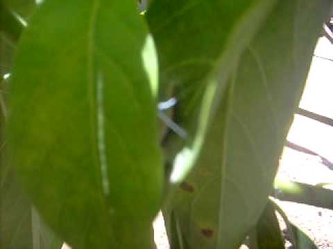 BICHO- BRITNEY SPEARS- SAMI 36