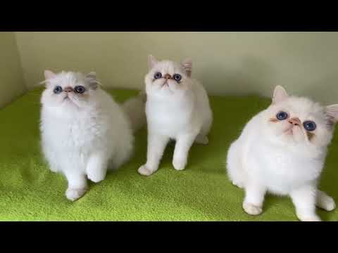 Our colorpoints kittens