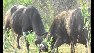 preview picture of video 'Southern Africa Mammals: African Buffalo sparring Hluhluwe'
