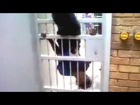 Most Absurd Prison Escapes Of All Time - Marathon