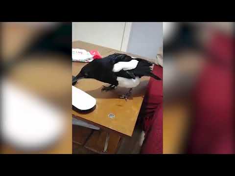 Videoja qe po habit rrjetin, sorra flet si njeri