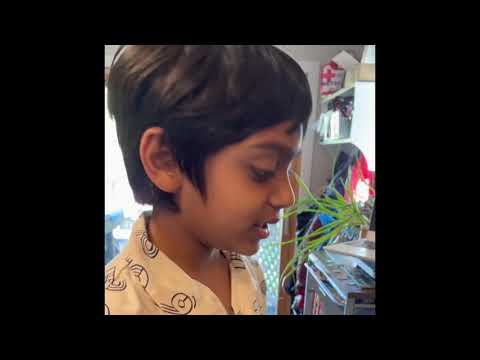 Chocolate Chip Tahini Cookies