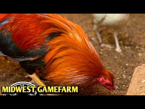 Leiper Dom McRae Yellow leg hatch - MIDWEST FARM