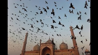 Next Population Migration Wave 2019-2023 Grand Solar Minimum Push (512)