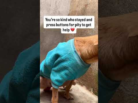 Help me save innocent dogs #puppy #donate #rescueefforts #help #rescuedog #rescuepup #rescuelife