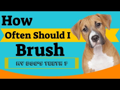 How Often Should I Brush My Dog's Teeth | How To Clean My Dog's Teeth |Dog Toothbrush and Toothpaste