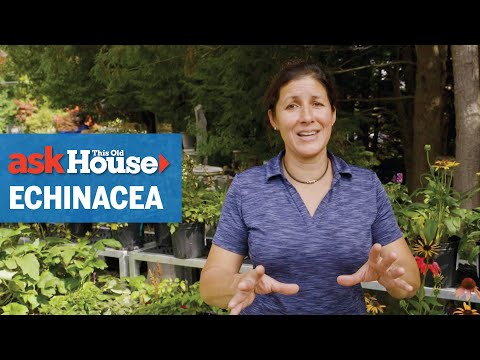 All About Growing Echinacea | Ask This Old House