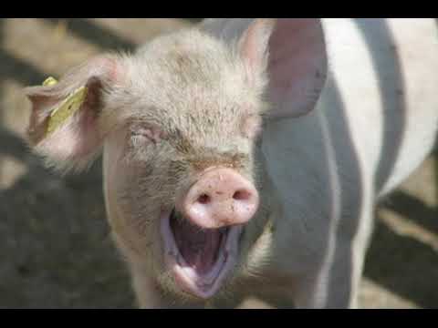 Hindu$ ft. Trap Macior - HardPig [prod. Iv Eight]