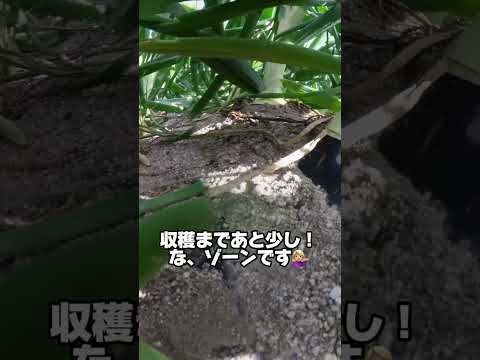 なぜ蘭にタマネギを入れるのですか？成長と開花を活性化するための4つの奇跡的なヒント  庭園