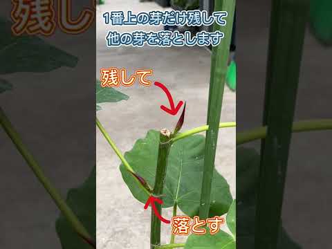 園芸 枝編み細工品