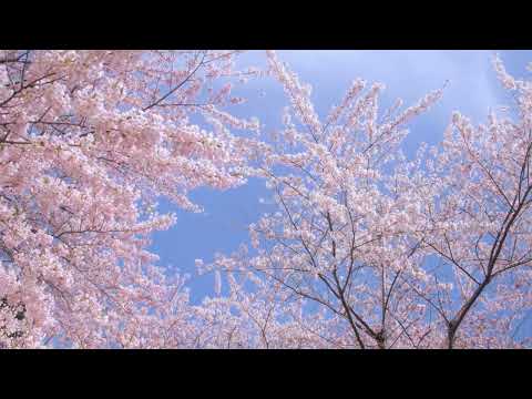 8 Hours Relaxing Nature Sounds - Wind Blowing Through Sakura Cherry Blossoms - Japanese Sleep Music