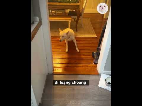 Chú Chó Lén Uống Rượu Và Cái Kết #xuhuongyoutube