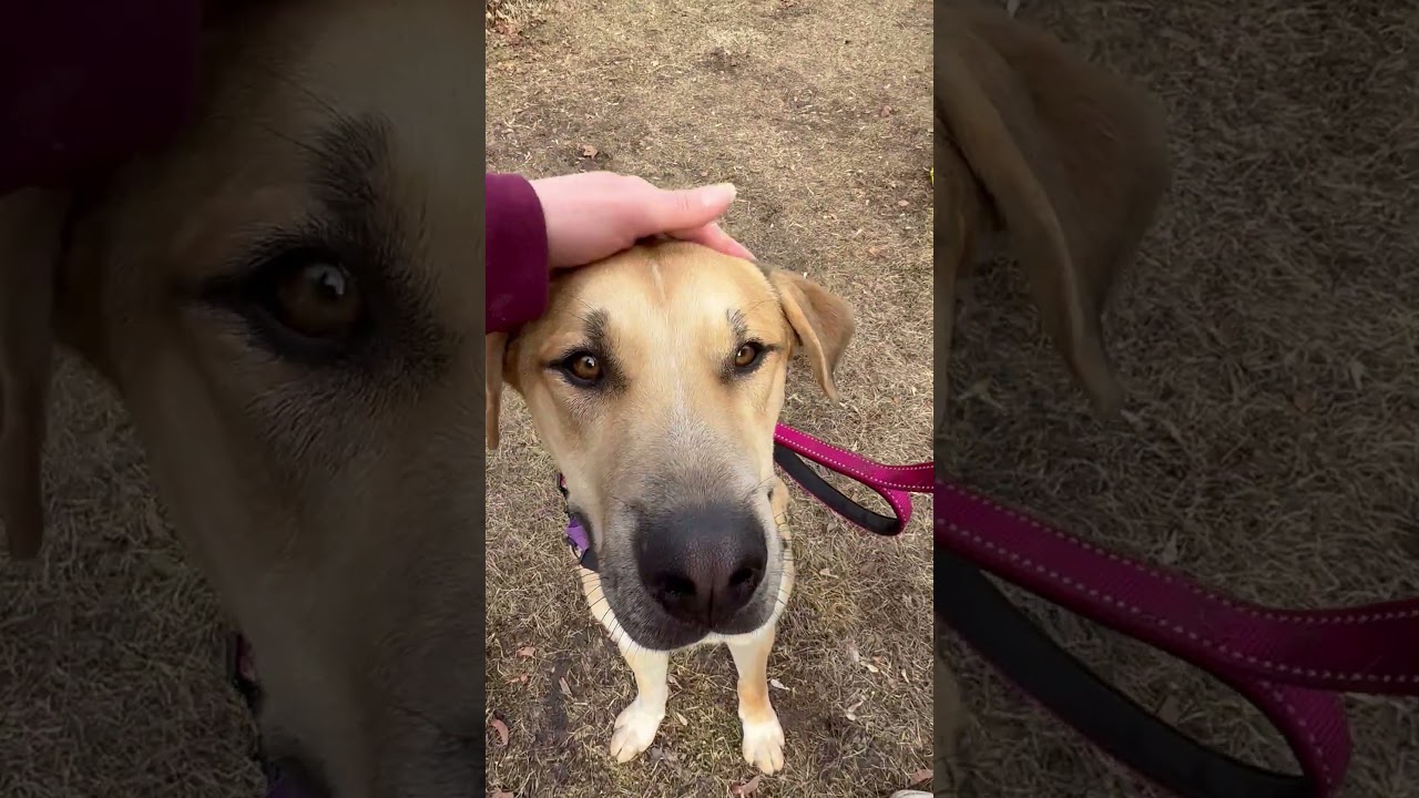 Enlarge Bingo-Great buddy for outdoor activities , a other mixed breed in Oshkosh, WI video 6/6