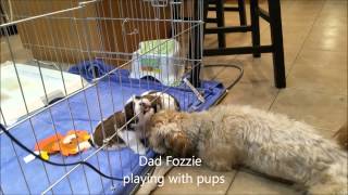 preview picture of video 'Puppies4weeks sugarandspiceshihtzus'