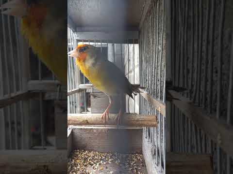 Goldfinch mule singing . Goldfinch x canary mule training