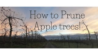 【PRUNING APPLES!】アップル・プルーナー必見!!
