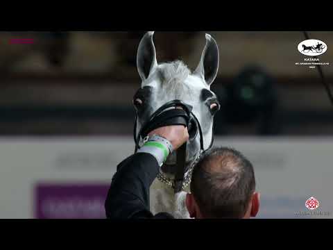 N 211 NHAAR AL NASSER   Katara Int  Arabian Peninsula Horse Show 2022   Stallions 4 to 6 Years Old C