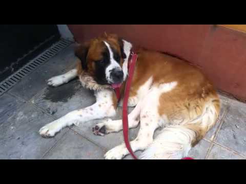 Despues de un largo paseo