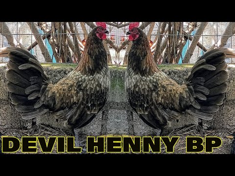 Hennie Shamo Asil Jap Bp Rancho Burras Prietas - Beautiful Birds