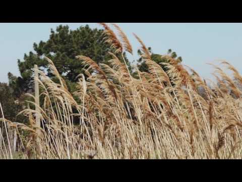 Fattoria Fibbiano Early spring 2017