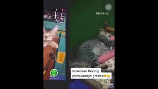 Download lagu STORY WA| NGAKAK! Kos Kosan Kucing Gratis Selamanya mp3