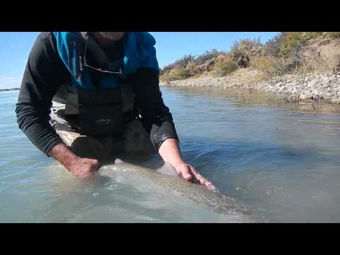 Steelhead en el Rio Santa Cruz,  Marzo 2015 